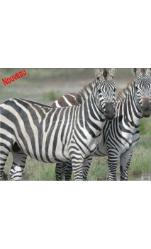 Cible Nature papier ZEBRES LCC ARCHEY - ULYSSE ARCHERIE