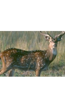 CERF D'AFRIQUE LCC ARCHERY - ULYSSE ARCHERIE