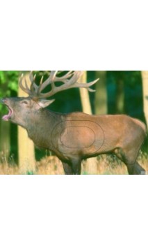 CERF EUROPEEN LCC ARCHERY - ULYSSE ARCHERIE