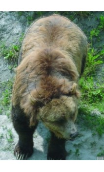 L OURS LCC ARCHERY - ULYSSE ARCHERIE