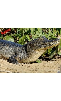 CAIMEN LCC ARCHERY - ULYSSE ARCHERIE