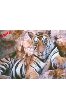 TIGRE LCC ARCHERY - ULYSSE ARCHERIE