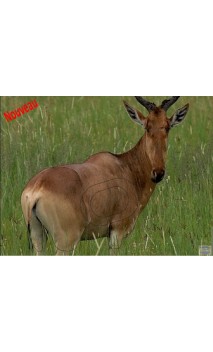 BUBALE DE COKE LCC ARCHERY - ULYSSE ARCHERIE