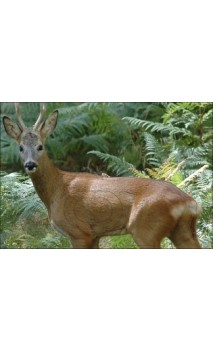 CHEVREUIL LCC ARCHERY - ULYSSE ARCHERIE