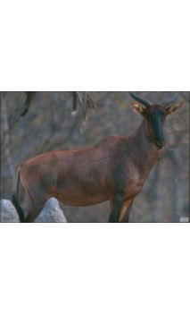 TOPI LCC ARCHERY - ULYSSE ARCHERIE