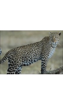 LEOPARD LCC ARCHERY - ULYSSE ARCHERIE