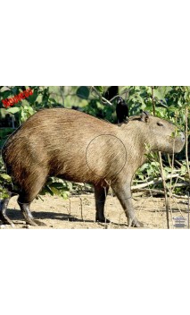 CAPYBARA 2 - ULYSSE ARCHERIE
