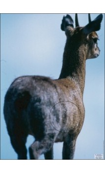 OREOTRAGUE - ULYSSE ARCHERIE