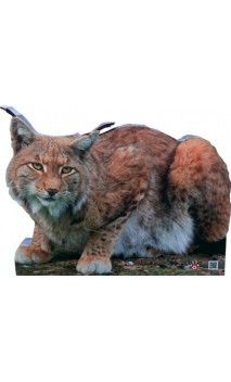 Objetivo Lince 2D Archer Targets - ULYSSE ARCHERIE