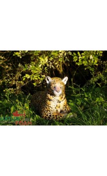 LEOPARD AU REPOS NATUR FOAM - ULYSSE ARCHERIE