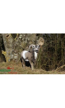 MOUFLON DEBOUT NATUR FOAM - ULYSSE ARCHERIE