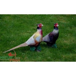 Objectivo 3D Pheasant NATUR FOAM - ULYSSE ARCHERIE