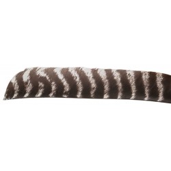 All-natural Primary Wild Turkey Feathers - ULYSSE ARCHERIE
