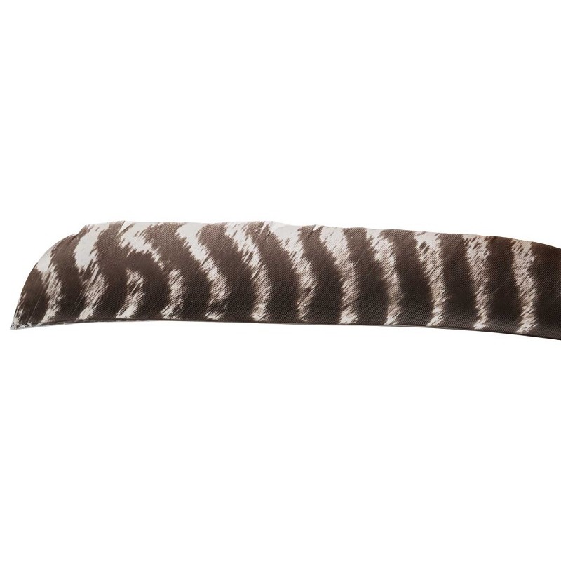 All-natural Primary Wild Turkey Feathers - ULYSSE ARCHERIE