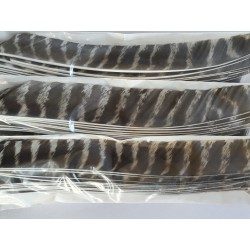 Völlig natürliche primäre wilde Truthahnfedern - ULYSSE ARCHERIE