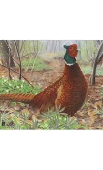 blanco de papel reforzado del faisán JVD Distribución (JVD Animal Face Pheasant) - ULYSSE ARCHERIE