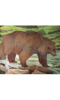 OURS BRUN (JVD Animal Face Bear ) - ULYSSE ARCHERIE