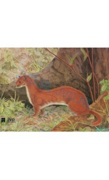 Cible HERMINE(JVD Animal Face Ermine ) - ULYSSE ARCHERIE