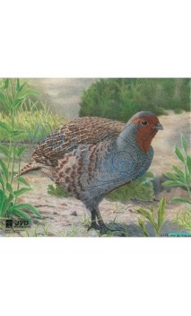 Cible papier ou blason de PERDRIX (JVD Animal Face Partridge ) - ULYSSE ARCHERIE
